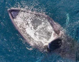 Spectacular Whale Hunting Sighting in Nha Trang Bay Captivates Onlookers - image 1