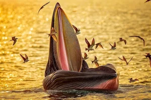 Spectacular Whale Hunting Sighting in Nha Trang Bay Captivates Onlookers - image 2