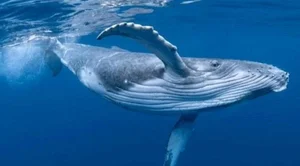 Spectacular Whale Hunting Sighting in Nha Trang Bay Captivates Onlookers - image 6