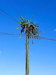 Dragon Fruit Trees Overflowing with Fruit: A Bizarre Challenge for Farmers - image 7