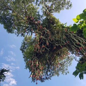 Dragon Fruit Trees Overflowing with Fruit: A Bizarre Challenge for Farmers - image 2