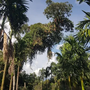 Dragon Fruit Trees Overflowing with Fruit: A Bizarre Challenge for Farmers - image 3