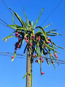 Dragon Fruit Trees Overflowing with Fruit: A Bizarre Challenge for Farmers - image 6