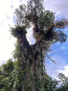 Dragon Fruit Trees Overflowing with Fruit: A Bizarre Challenge for Farmers - image 4