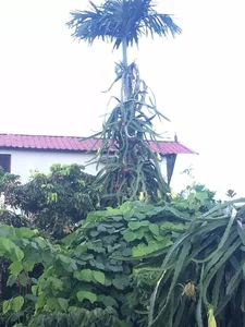 Dragon Fruit Trees Overflowing with Fruit: A Bizarre Challenge for Farmers - image 0