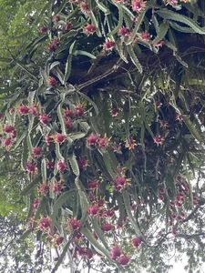 Dragon Fruit Trees Overflowing with Fruit: A Bizarre Challenge for Farmers - image 1