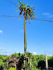 Dragon Fruit Trees Overflowing with Fruit: A Bizarre Challenge for Farmers - image 5