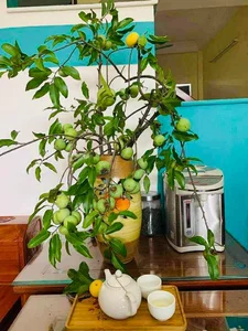 The Rise of Persimmon Branches: Why Everyone Is Buying This Seasonal Decor - image 8