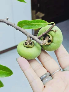 The Rise of Persimmon Branches: Why Everyone Is Buying This Seasonal Decor - image 2
