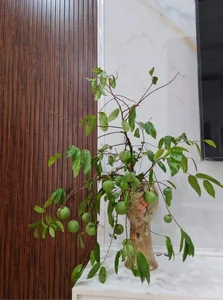 The Rise of Persimmon Branches: Why Everyone Is Buying This Seasonal Decor - image 4
