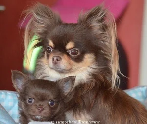 Fascinating Facts About the World's Smallest Dog Breeds: Tiny but Mighty - image 10