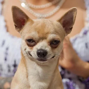 Fascinating Facts About the World's Smallest Dog Breeds: Tiny but Mighty - image 3