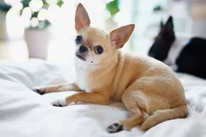 Fascinating Facts About the World's Smallest Dog Breeds: Tiny but Mighty - image 6