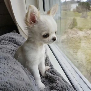 Fascinating Facts About the World's Smallest Dog Breeds: Tiny but Mighty - image 1