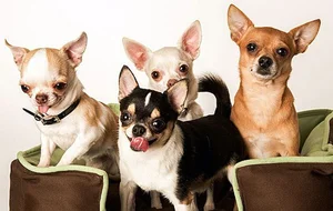 Fascinating Facts About the World's Smallest Dog Breeds: Tiny but Mighty - image 14