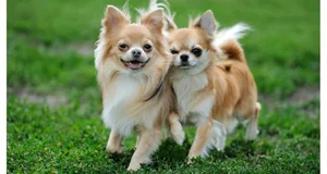 Fascinating Facts About the World's Smallest Dog Breeds: Tiny but Mighty - image 0