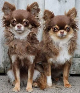 Fascinating Facts About the World's Smallest Dog Breeds: Tiny but Mighty - image 5