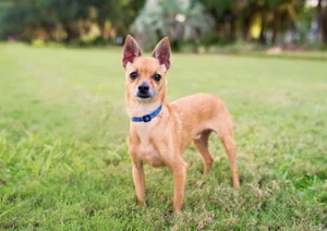 Fascinating Facts About the World's Smallest Dog Breeds: Tiny but Mighty - image 12