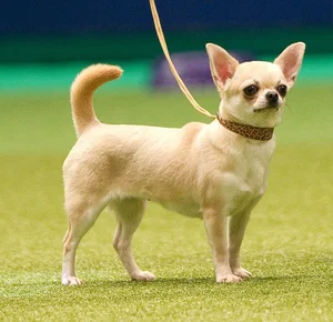 Fascinating Facts About the World's Smallest Dog Breeds: Tiny but Mighty - image 13