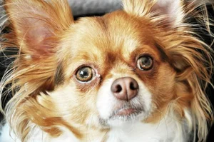 Fascinating Facts About the World's Smallest Dog Breeds: Tiny but Mighty - image 4