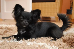 Fascinating Facts About the World's Smallest Dog Breeds: Tiny but Mighty - image 9
