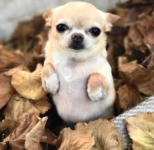 Fascinating Facts About the World's Smallest Dog Breeds: Tiny but Mighty - image 8
