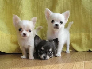 Fascinating Facts About the World's Smallest Dog Breeds: Tiny but Mighty - image 11