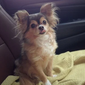 Fascinating Facts About the World's Smallest Dog Breeds: Tiny but Mighty - image 2
