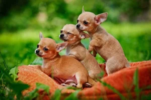 Fascinating Facts About the World's Smallest Dog Breeds: Tiny but Mighty - image 7