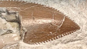100-Million-Year-Old 'Sea Monster' Fossil Unearthed in France - image 1