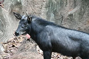 Rare Discovery of a White 'Pegasus' in the Deep Forest - image 6