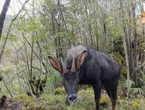 Rare Discovery of a White 'Pegasus' in the Deep Forest - image 4