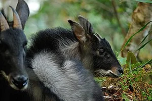 Rare Discovery of a White 'Pegasus' in the Deep Forest - image 0