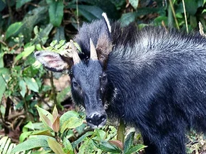 Rare Discovery of a White 'Pegasus' in the Deep Forest - image 3