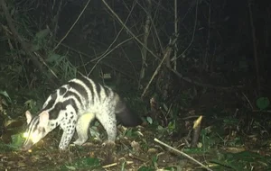 Camera Traps Discover Rare and Endangered Wildlife in Vu Quang National Park - image 1