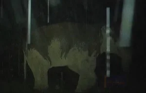Camera Traps Discover Rare and Endangered Wildlife in Vu Quang National Park - image 7