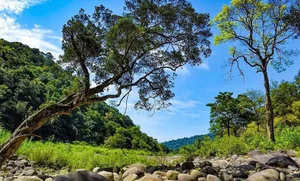 Camera Traps Discover Rare and Endangered Wildlife in Vu Quang National Park - image 4