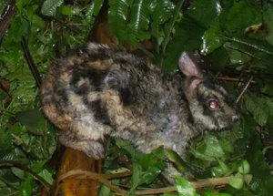 Camera Traps Discover Rare and Endangered Wildlife in Vu Quang National Park - image 5