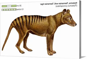 Shocking Revelations About the Tasmanian Tiger 90 Years After Extinction - image 1