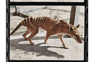 Shocking Revelations About the Tasmanian Tiger 90 Years After Extinction - image 10