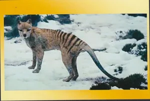 Shocking Revelations About the Tasmanian Tiger 90 Years After Extinction - image 11