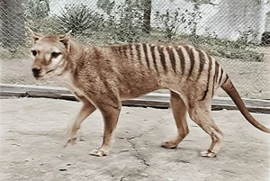Shocking Revelations About the Tasmanian Tiger 90 Years After Extinction - image 3