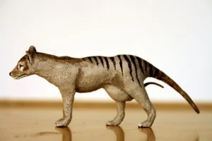 Shocking Revelations About the Tasmanian Tiger 90 Years After Extinction - image 13