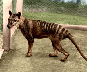 Shocking Revelations About the Tasmanian Tiger 90 Years After Extinction - image 14