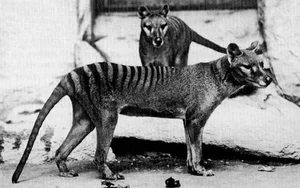 Shocking Revelations About the Tasmanian Tiger 90 Years After Extinction - image 12