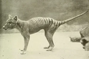 Shocking Revelations About the Tasmanian Tiger 90 Years After Extinction - image 8