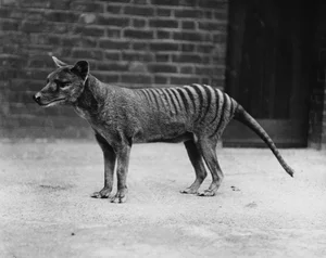 Shocking Revelations About the Tasmanian Tiger 90 Years After Extinction - image 5
