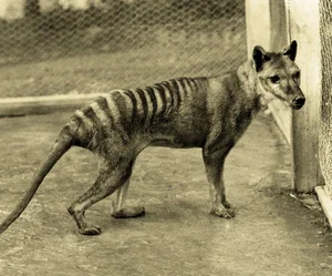 Shocking Revelations About the Tasmanian Tiger 90 Years After Extinction - image 2