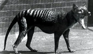 Shocking Revelations About the Tasmanian Tiger 90 Years After Extinction - image 4