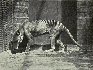 Shocking Revelations About the Tasmanian Tiger 90 Years After Extinction - image 7